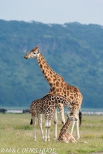 girafe de Rothschild / Rothschild giraffe