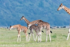 girafe de Rothschild / Rothschild giraffe