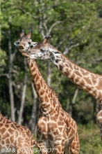 girafe Masai / Masai giraffe