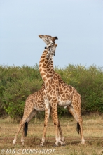 girafe Masai / Masai giraffe