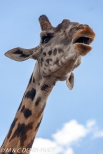 girafe Masai / Masai giraffe