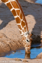 girafe réticulée / reticulated giraffe