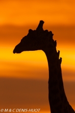 girafe Masai / Masai giraffe