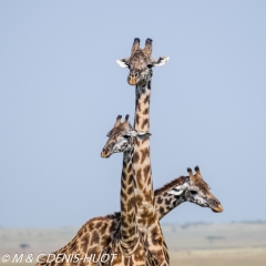 girafe Masai / Masai giraffe