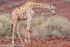 Girafe du Sud / Southern giraffe