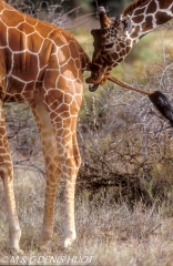 girafe réticulée / reticulated giraffe