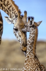 girafe Masai / Masai giraffe