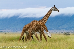 girafe Masai / Masai giraffe