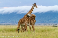 girafe Masai / Masai giraffe