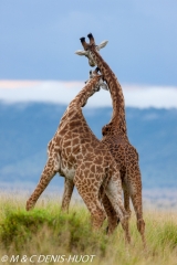 girafe Masai / Masai giraffe