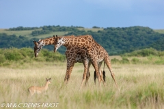 girafe Masai / Masai giraffe