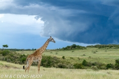 girafe Masai / Masai giraffe