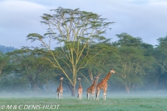 girafe de Rothschild / Rothschild giraffe