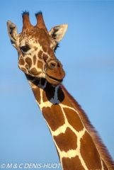 girafe réticulée / reticulated giraffe