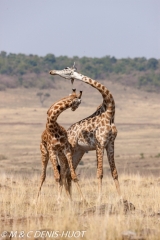 girafe Masai / Masai giraffe