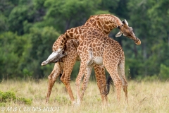 girafe Masai / Masai giraffe