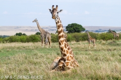 girafe Masai / Masai giraffe