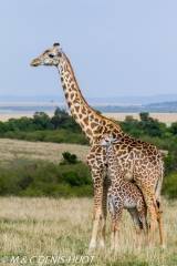 girafe Masai / Masai giraffe