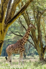 girafe de Rothschild / Rothschild giraffe