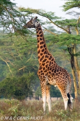 girafe de Rothschild / Rothschild giraffe