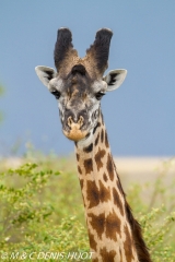 girafe Masai / Masai giraffe