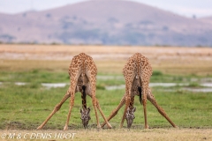 girafe Masai / Masai giraffe