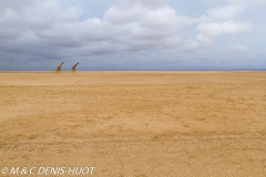 girafe Masai / Masai giraffe