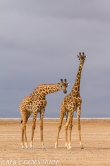 girafe Masai / Masai giraffe