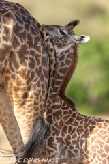 girafe Masai / Masai giraffe