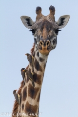 girafe Masai / Masai giraffe