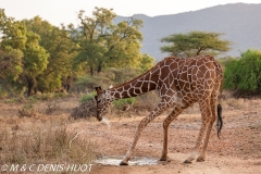 girafe réticulée / reticulated giraffe