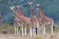 girafe de Rothschild / Rothschild giraffe