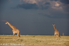 girafe Masai / Masai giraffe