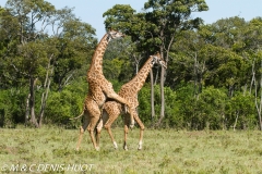 girafe Masai / Masai giraffe