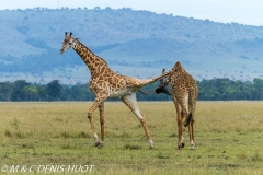 girafe Masai / Masai giraffe