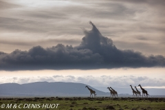 girafe Masai / Masai giraffe