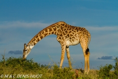 girafe Masai / Masai giraffe