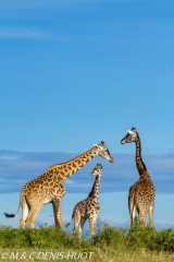 girafe Masai / Masai giraffe