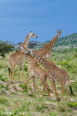 girafe Masai / Masai giraffe