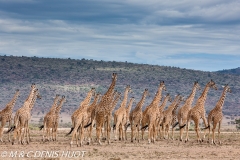 girafe Masai / Masai giraffe