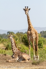 girafe Masai / Masai giraffe