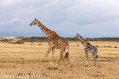 girafe Masai / Masai giraffe