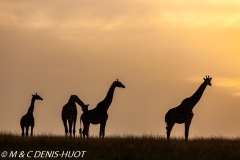 girafe Masai / Masai giraffe