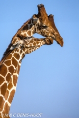 girafe réticulée / reticulated giraffe