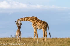 girafe Masai / Masai giraffe