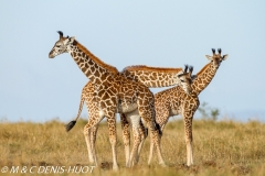 girafe Masai / Masai giraffe