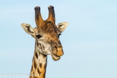 girafe Masai / Masai giraffe