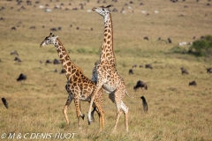 girafe Masai / Masai giraffe