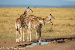 girafe Masai / Masai giraffe