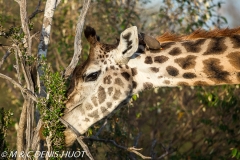 girafe Masai / Masai giraffe